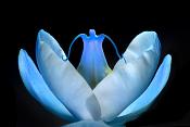 phalaenopsis 7-2013 1113